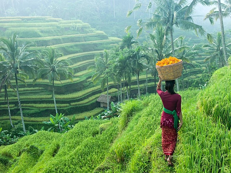 151111_975272794_Pesona-Ubud-Bali