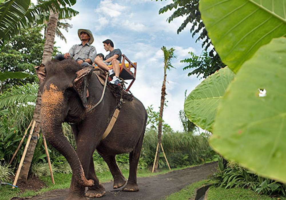 bali-zoo-elephant-ride
