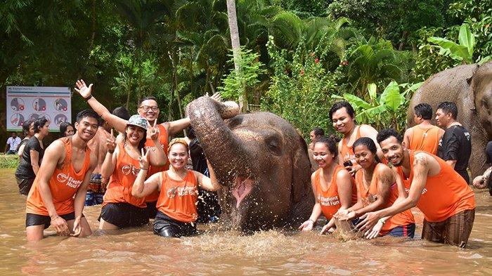 elephant-mud-fun